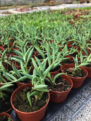 Senecio radicans